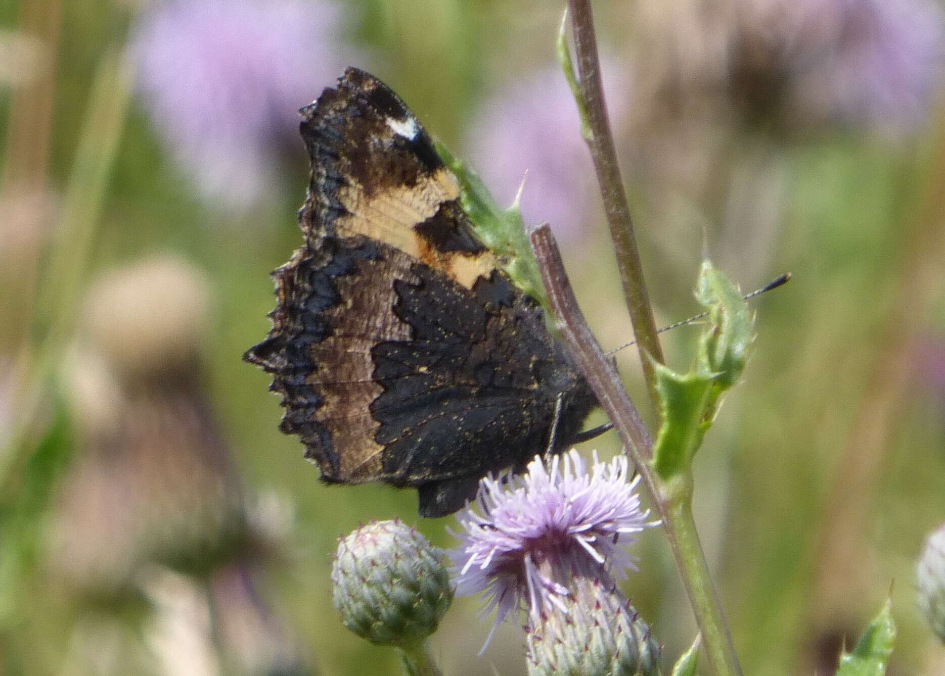 Imagem de Aglais urticae Linnaeus 1758