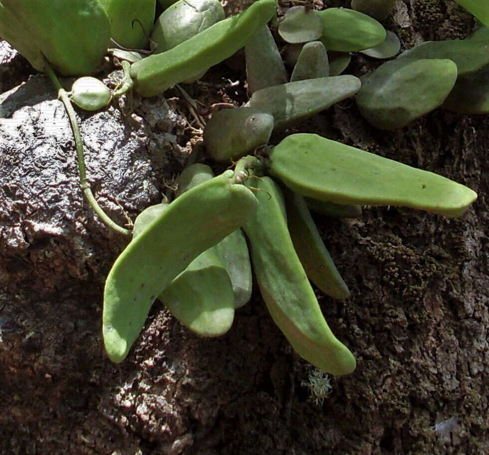 Image of Dischidia major (Vahl) Merr.