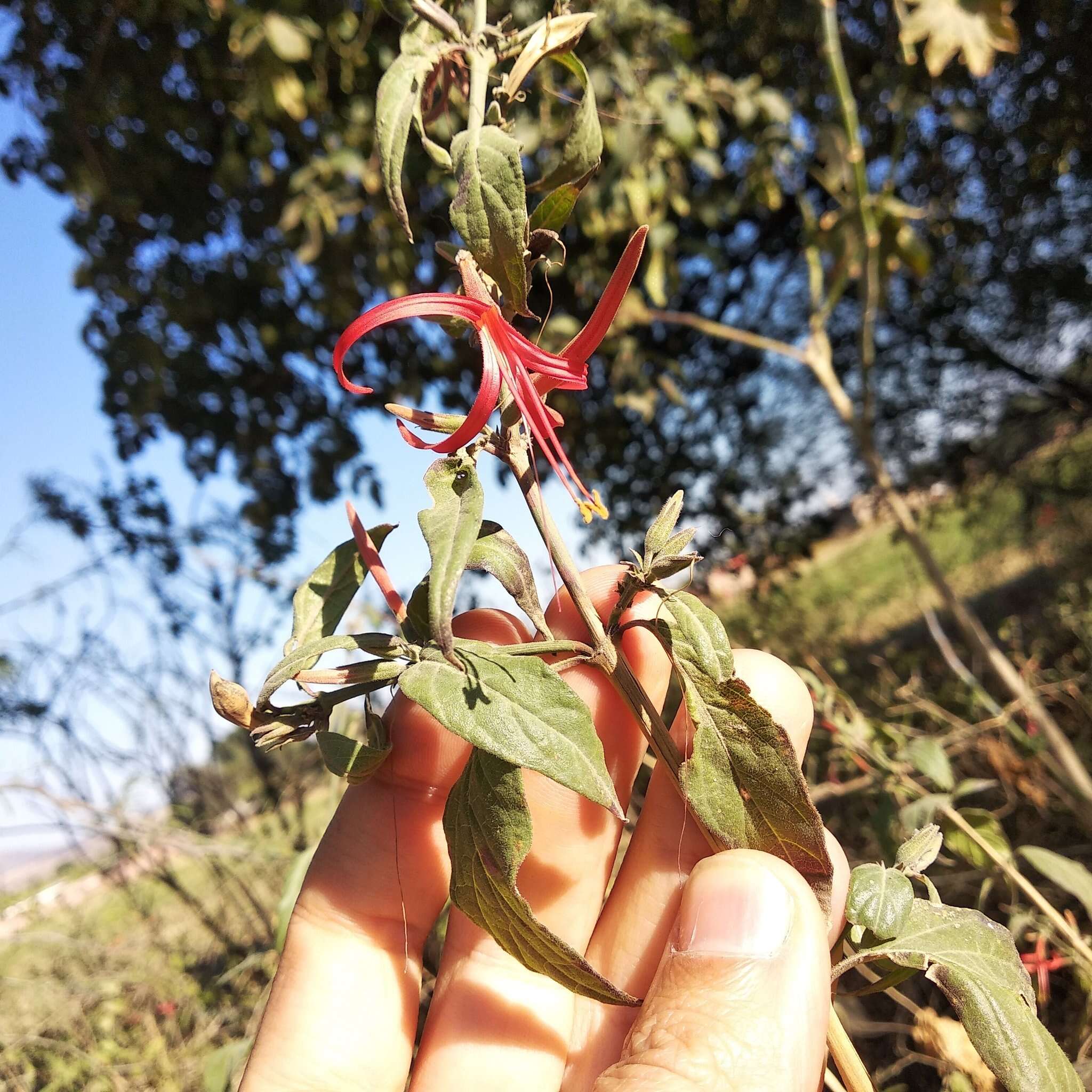 Anisacanthus pumilus (F. G. Dietr.) Nees的圖片