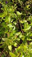 Image of Blue Potato Bush