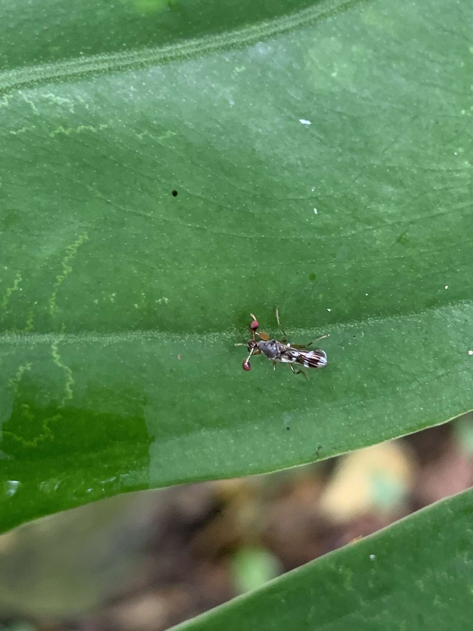 Teleopsis quadriguttata (Walker 1856)的圖片