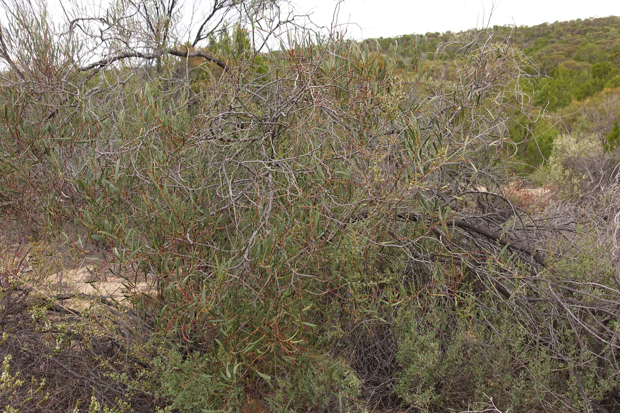 Imagem de Acacia dodonaeifolia (Pers.) Balb.