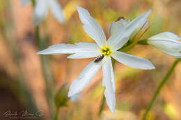 Imagem de Leucocoryne ixioides (Sims) Lindl.