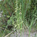 Image of Epipactis bugacensis Robatsch