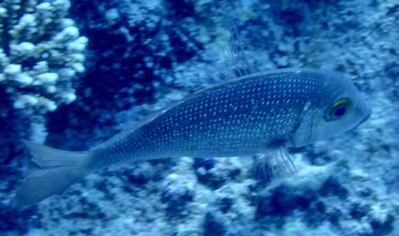 Lethrinus borbonicus Valenciennes 1830 resmi