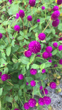 Image of Globe Amaranth