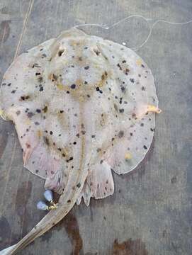 Image of Cortez Round Stingray