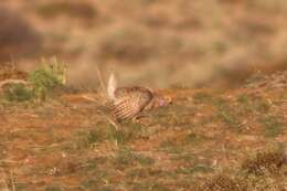 Image of Columbian Sharp-tailed Grouse