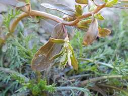 Image of neckweed