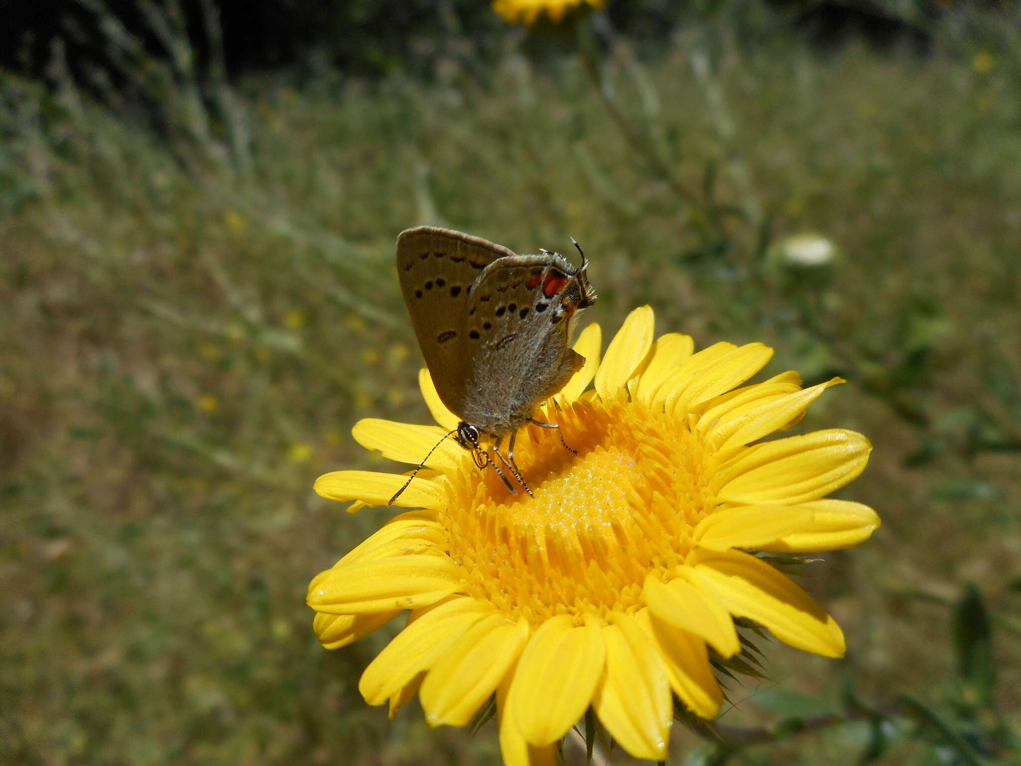 Image of California Hairstreak