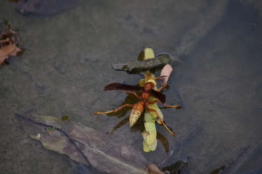 Image of Polistes cavapyta de Saussure 1853