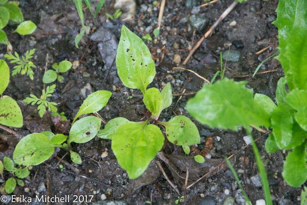 Image of blackseed plantain