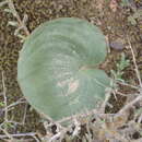 Image of Eriospermum cordiforme T. M. Salter