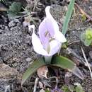 Image of Colchicum eichleri (Regel) K. Perss.