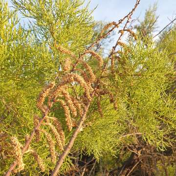 Imagem de Tamarix boveana Bunge