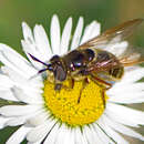 Image of Golden hoverfly