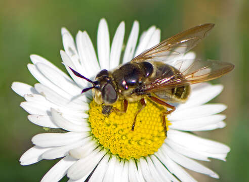 Image of Golden hoverfly