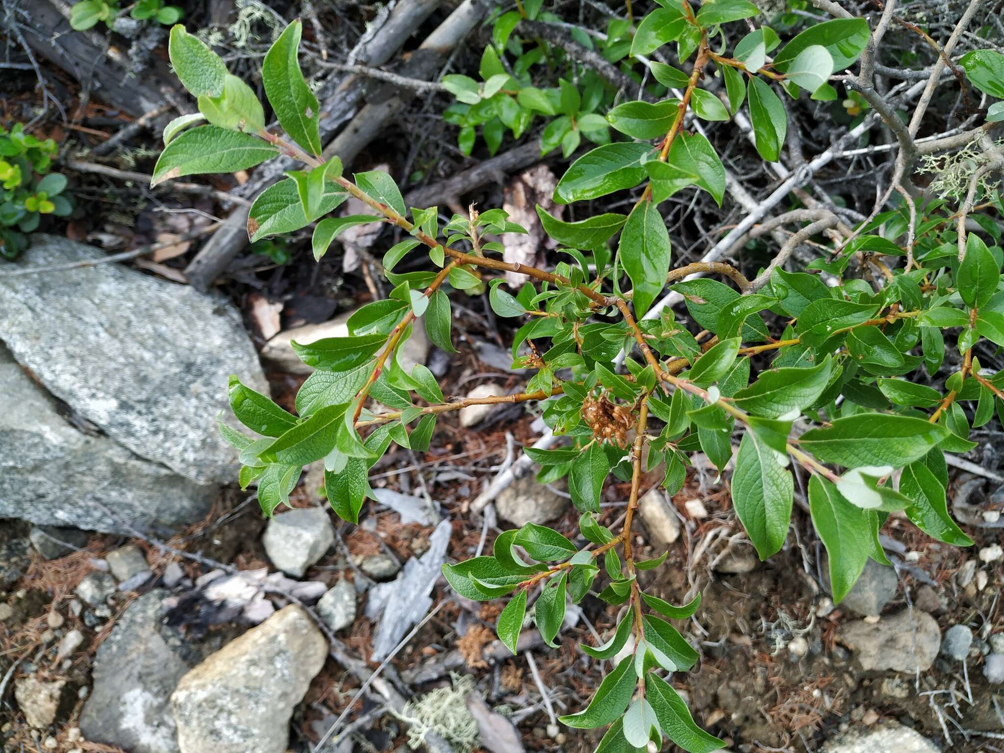 Salix divaricata Pall.的圖片