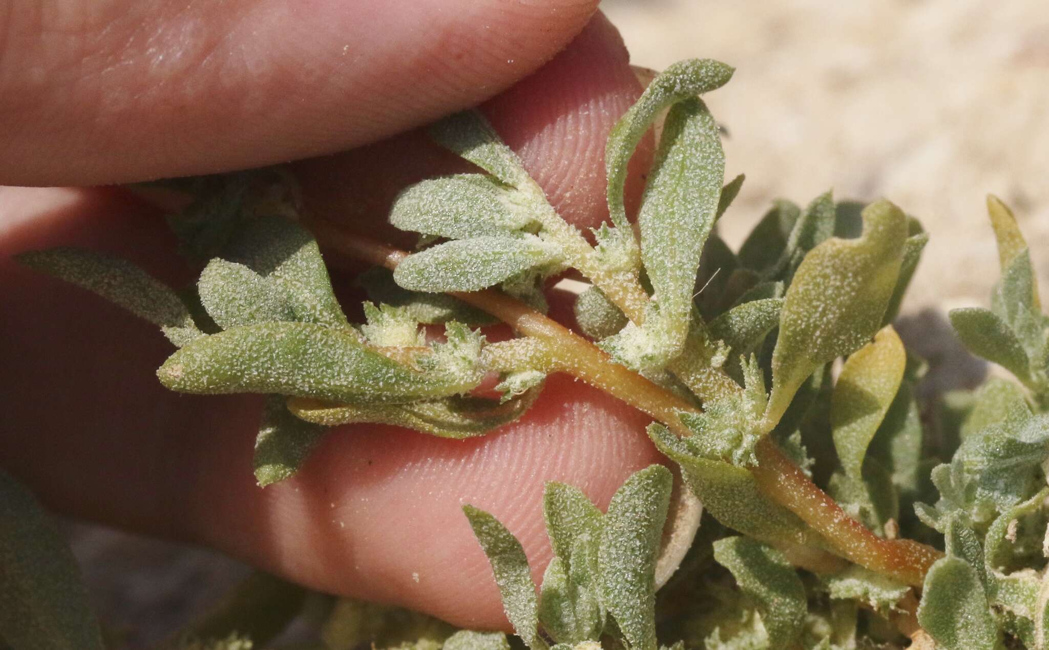 Imagem de Atriplex serenana var. davidsonii (Standl.) Munz