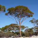 Image of Eucalyptus salicola M. I. H. Brooker