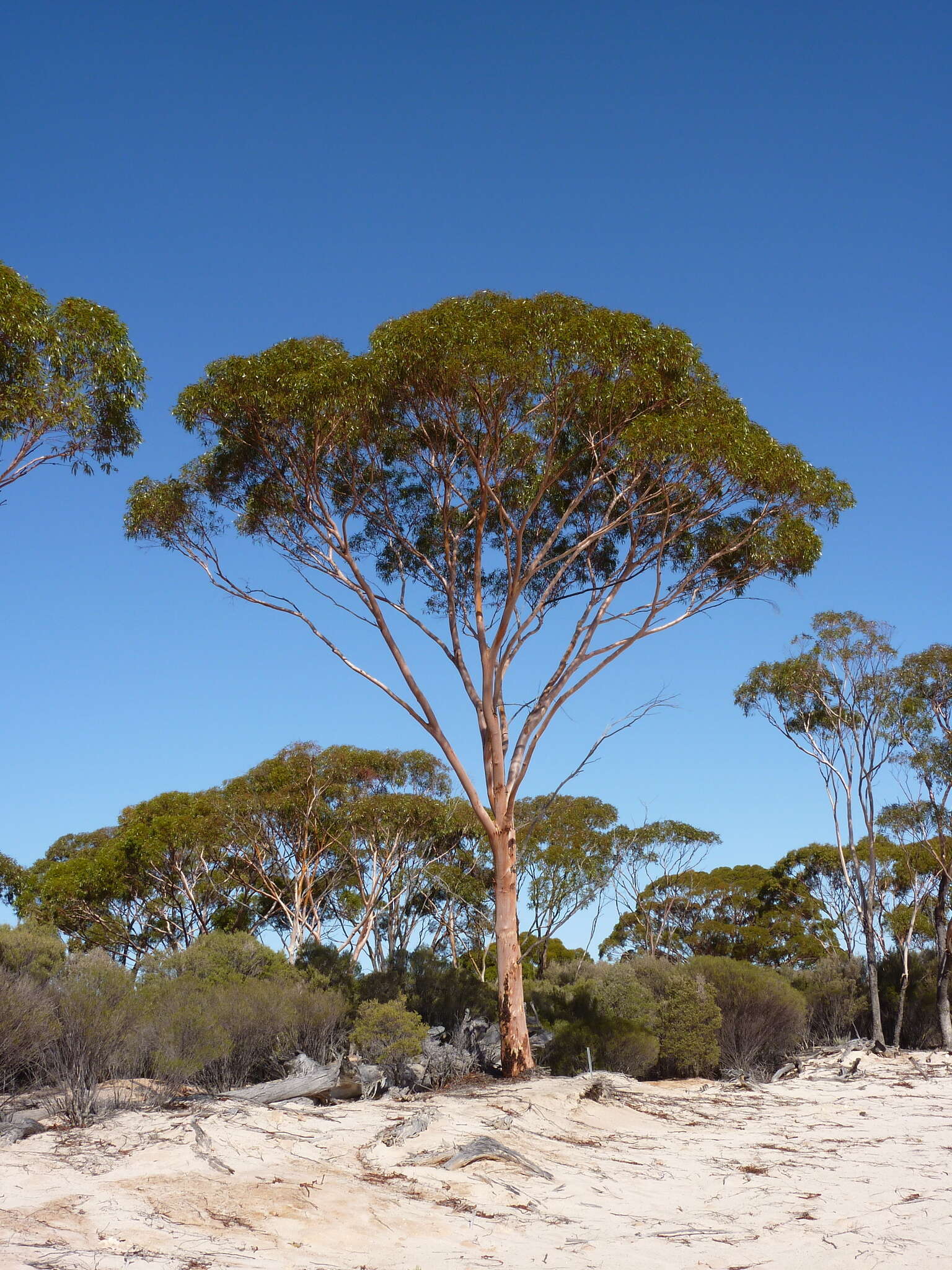 Image of Eucalyptus salicola M. I. H. Brooker