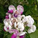 Image of <i>Ramirezella penduliflora</i>