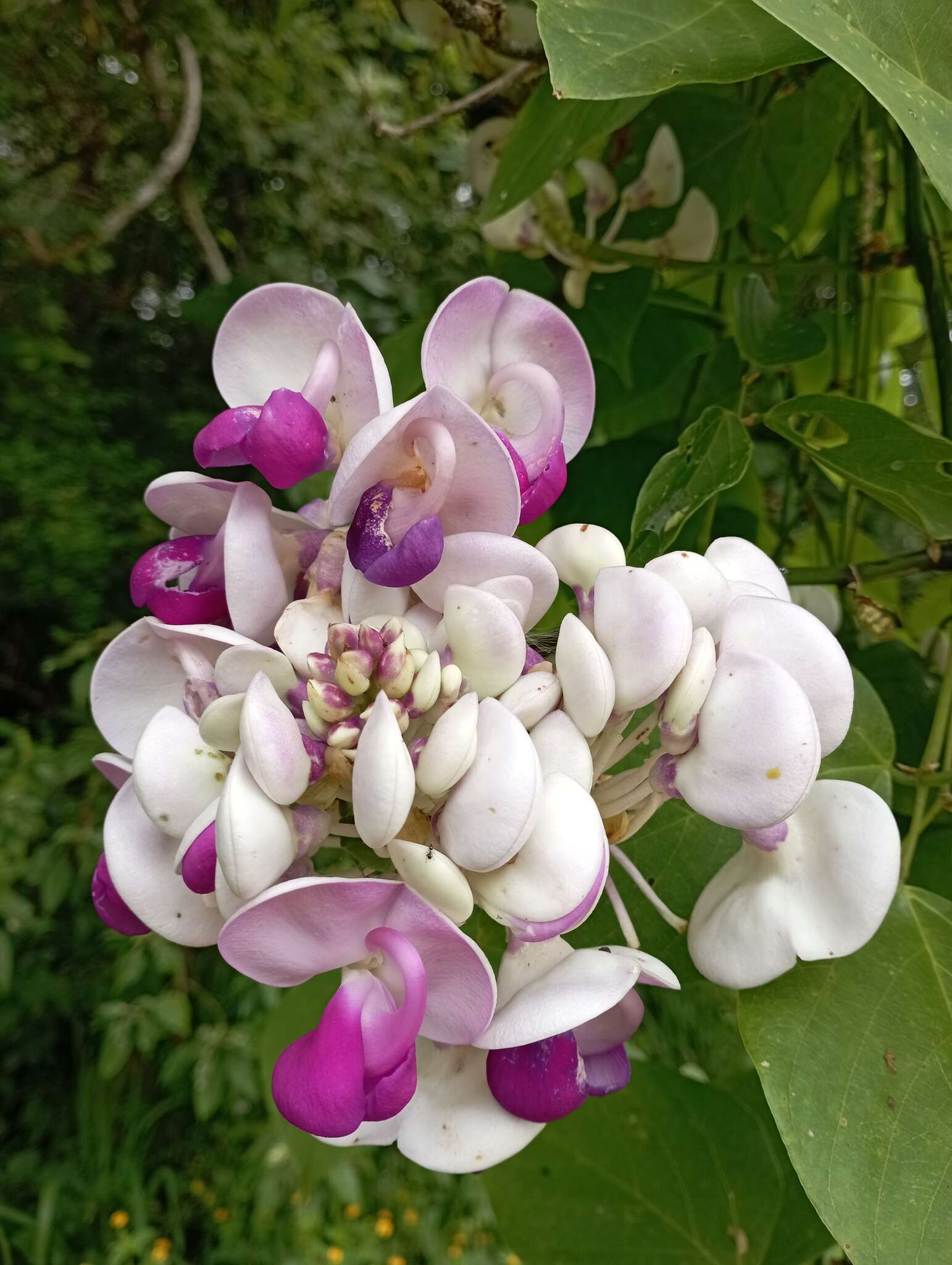 Image of <i>Ramirezella penduliflora</i>