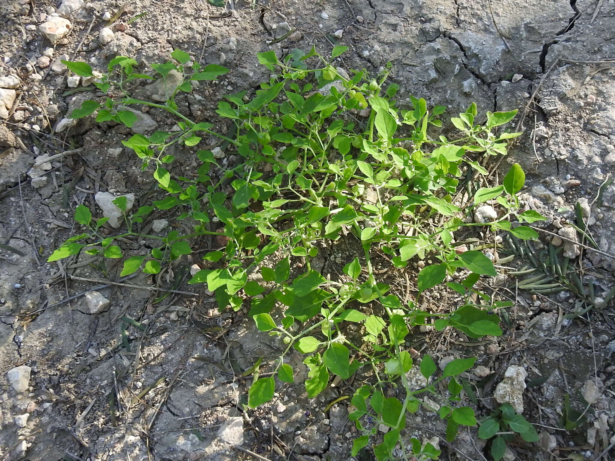 Image of netted globecherry