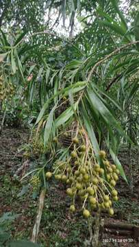 Слика од Dracaena americana Donn. Sm.