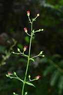 Image de Scrophularia yoshimurae T. Yamaz.