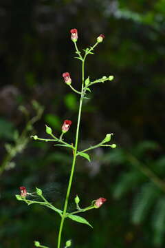 Image of Scrophularia yoshimurae T. Yamaz.