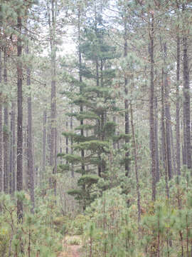 Pinus strobus var. chiapensis Martínez的圖片