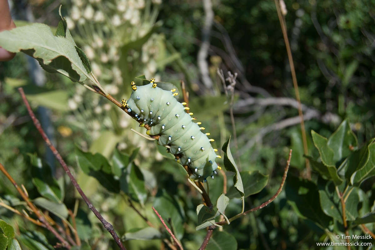 Image of Glover's Silkmoth