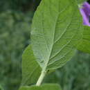 Image of Campanula latifolia subsp. latifolia