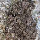 Image of Bolander's map lichen