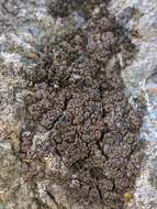 Image of Bolander's map lichen