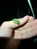 Image of Glass frog