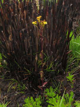 Image of Senecio subcanescens (DC.) Compton