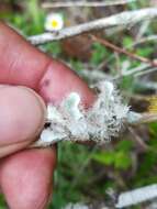 Image of shield lichen