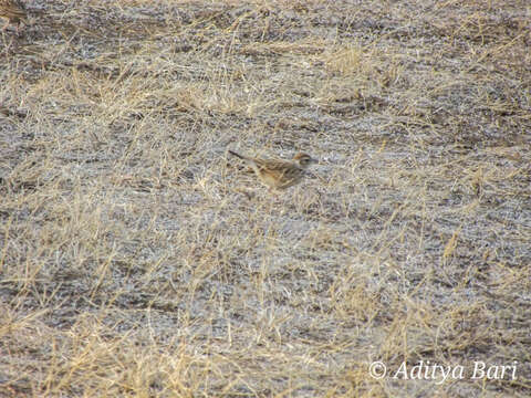 Image of Indian Bush Lark