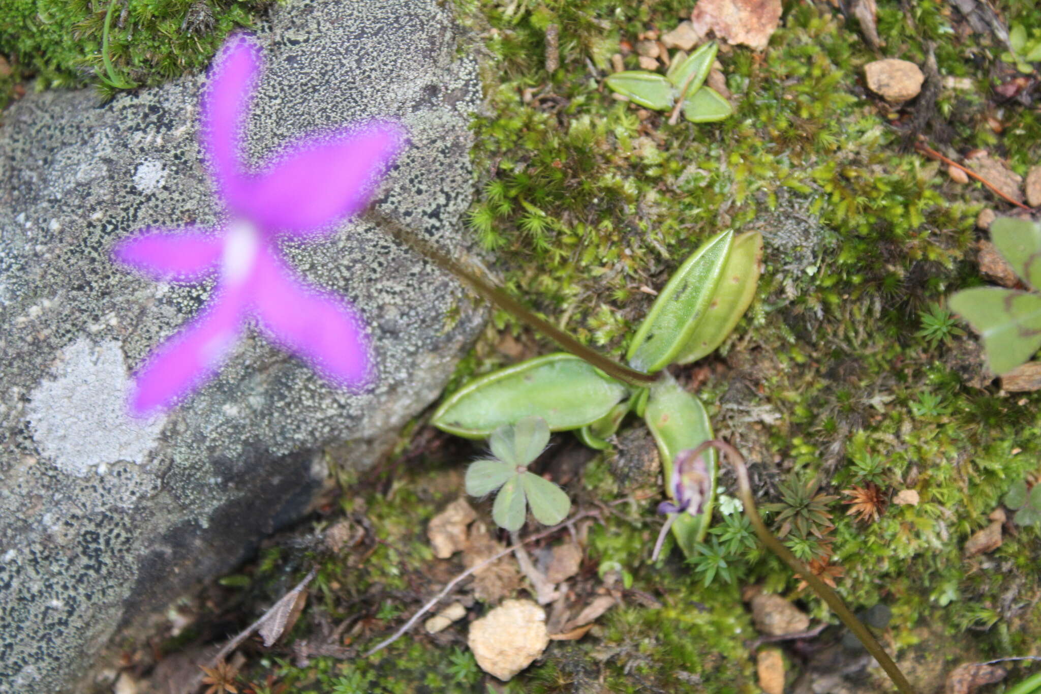 Image of Pinguicula orchidioides A. DC.