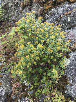 Imagem de Bupleurum fruticosum L.