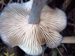 Image of Entoloma mougeotii (Fr.) Hesler 1967