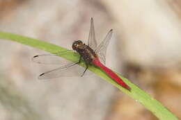 Image of Orthetrum villosovittatum (Brauer 1868)