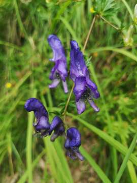 Imagem de Aconitum variegatum L.