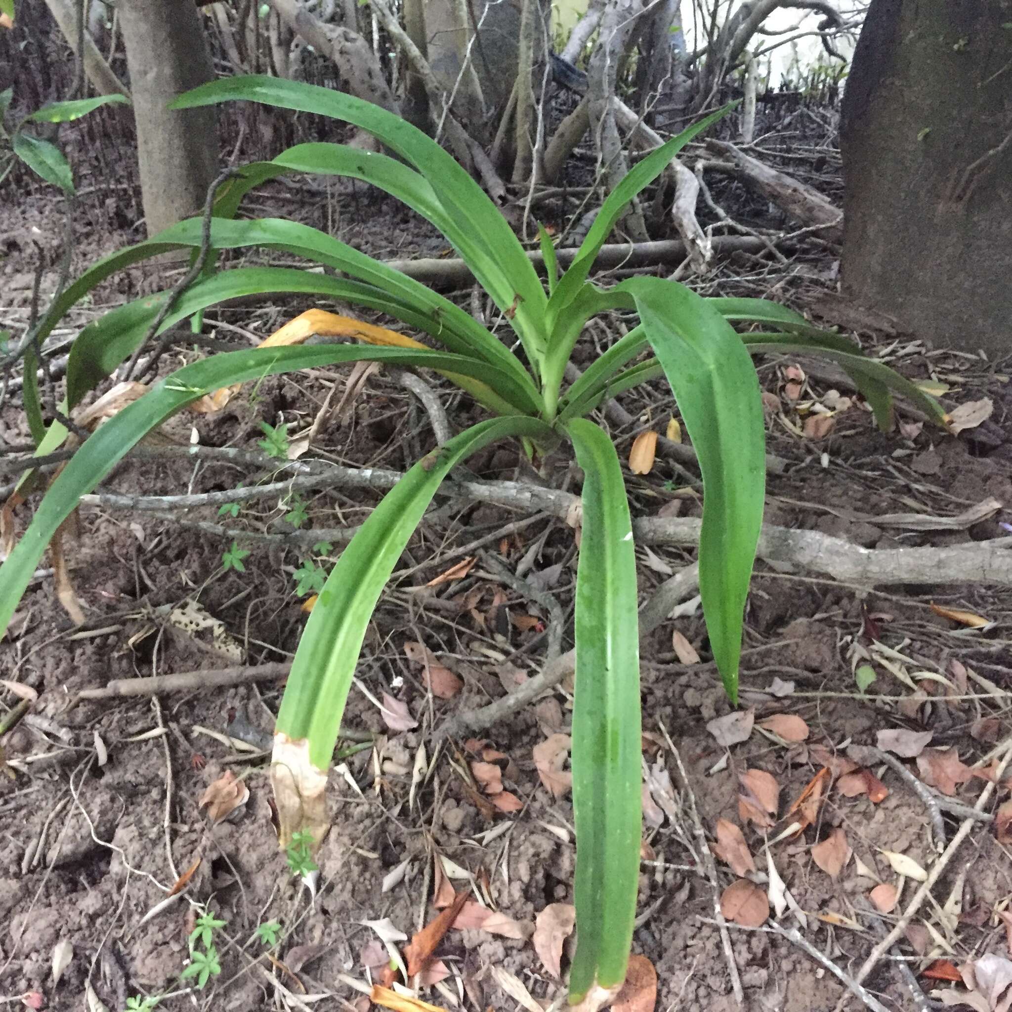 Image of Mangrove lily