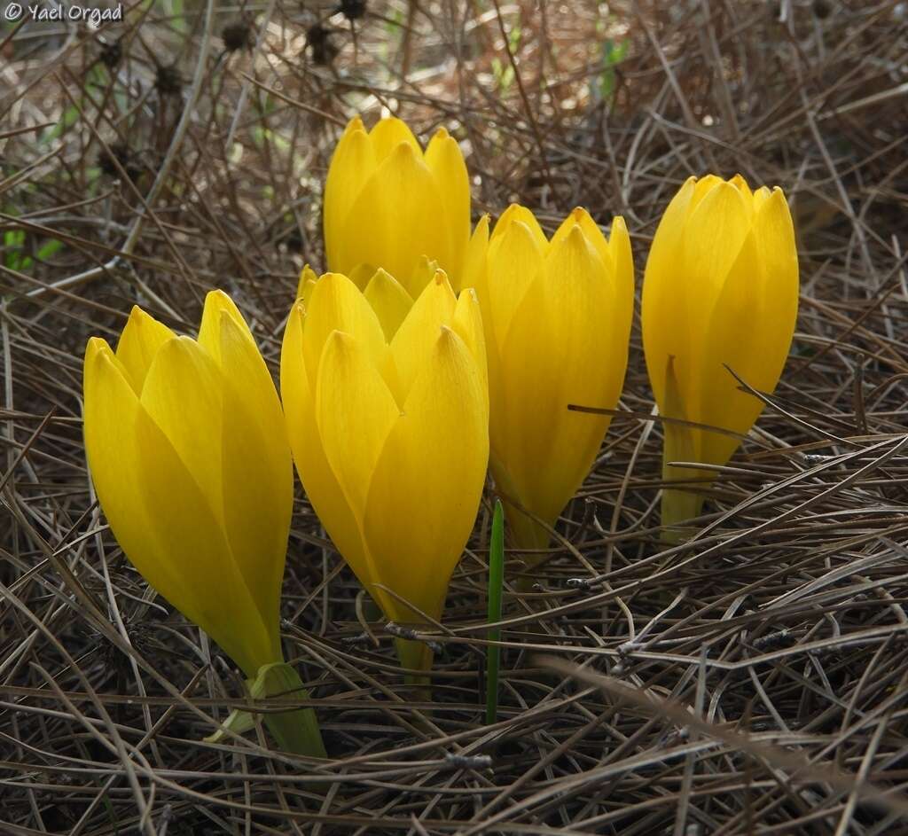 Image de Sternbergia clusiana (Ker Gawl.) Ker Gawl. ex Spreng.