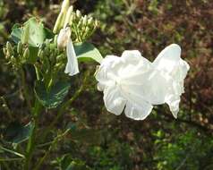 Слика од Ipomoea carnea Jacq.