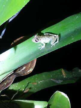 Image of Rio Verde Snouted Treefrog