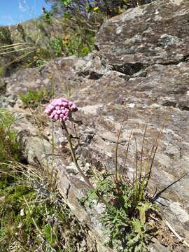 Gyptis tanacetifolia (Gillies ex Hook. & Arn.) D. J. N. Hind & Flann的圖片